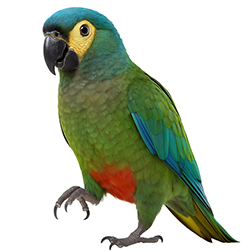 Red-bellied Macaw